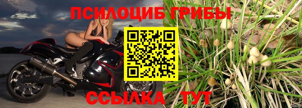 Псилоцибиновые грибы мицелий  Вход с VPN  продажа наркотиков  Кольчугино 